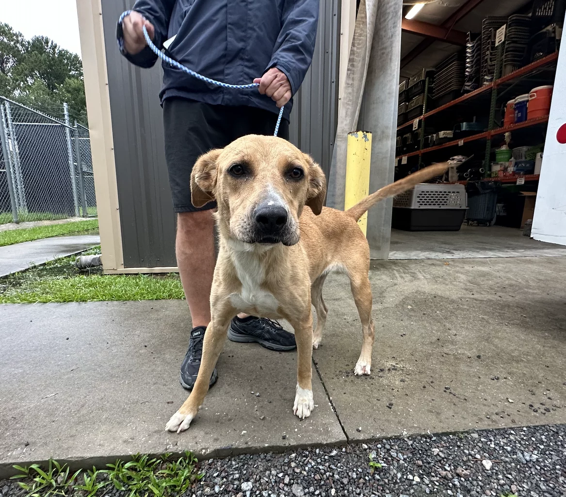 Dog standing on wet pavement